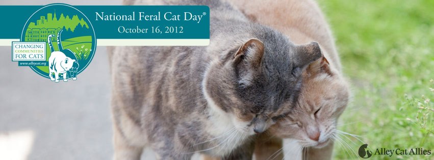 National Feral Cat Day 2012
