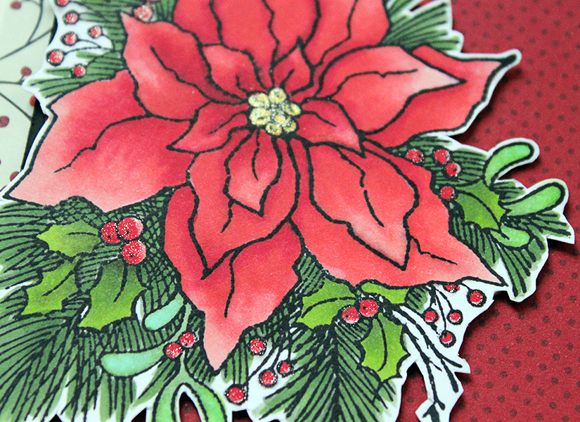 Image details of the poinsettia