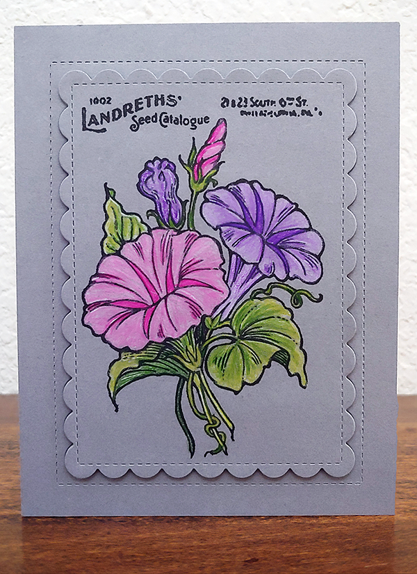 I created this seed catalogue petunia card for the Encouraging Cards for Seniors challenge at Ellen Hutson's blog.